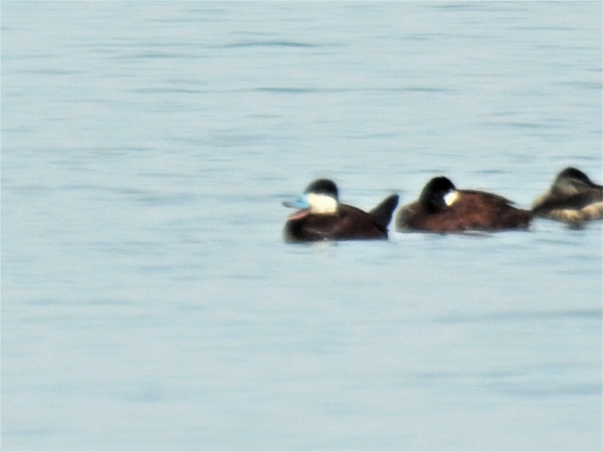 Ruddy Duck - ML97122471