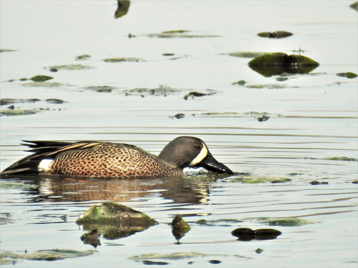 Blue-winged Teal - ML97122561