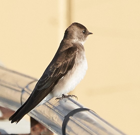 Northern Rough-winged Swallow - ML97124721