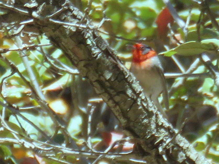 Red-faced Warbler - ML97124851