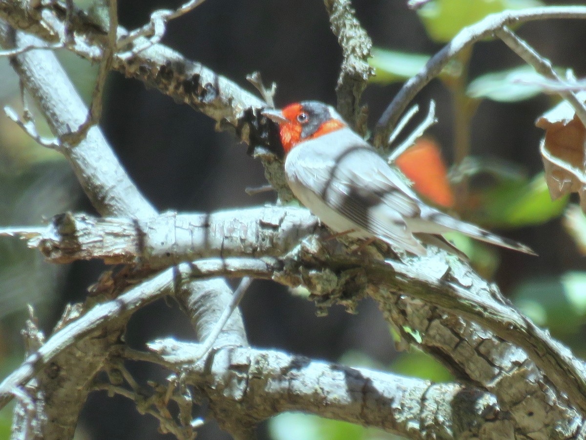 Paruline à face rouge - ML97124861