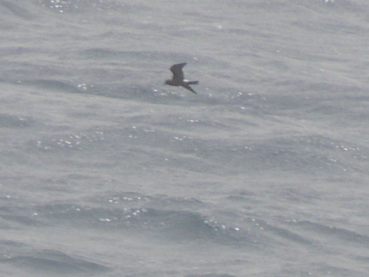 kappverdestormsvale - ML97127491