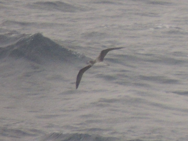 Fea's Petrel (Fea's) - Peter Bono