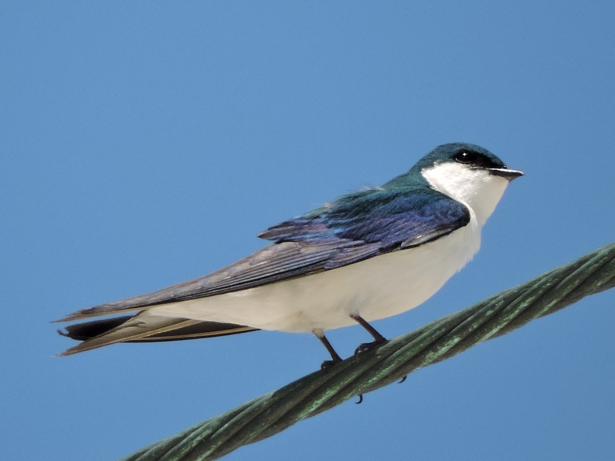 Bahama Swallow - Kathryn Cowdery
