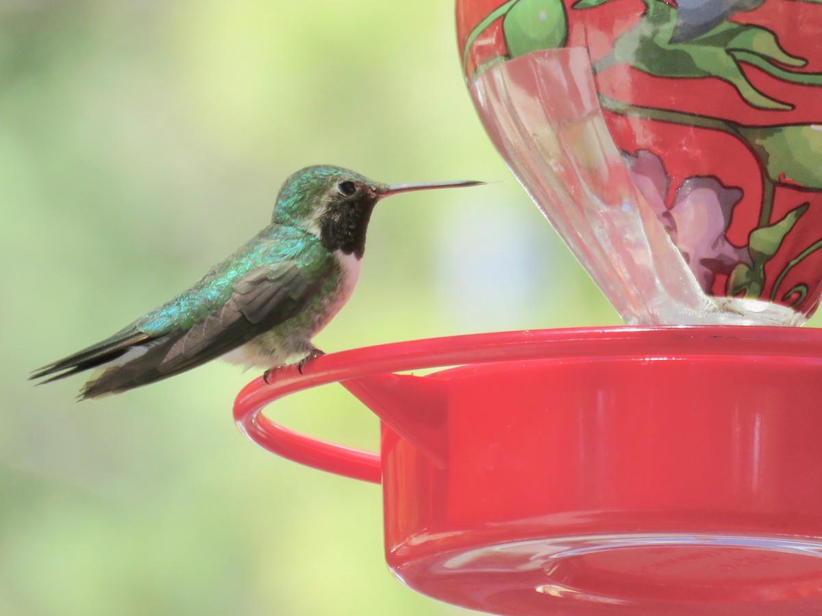 Broad-tailed Hummingbird - ML97127931