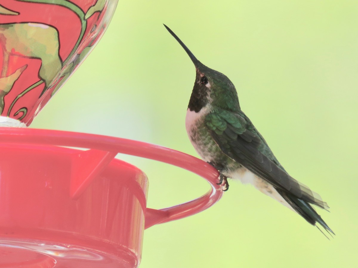 Colibri à queue large - ML97127941