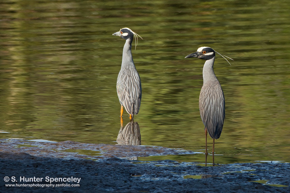 Yellow-crowned Night Heron - S. Hunter Spenceley