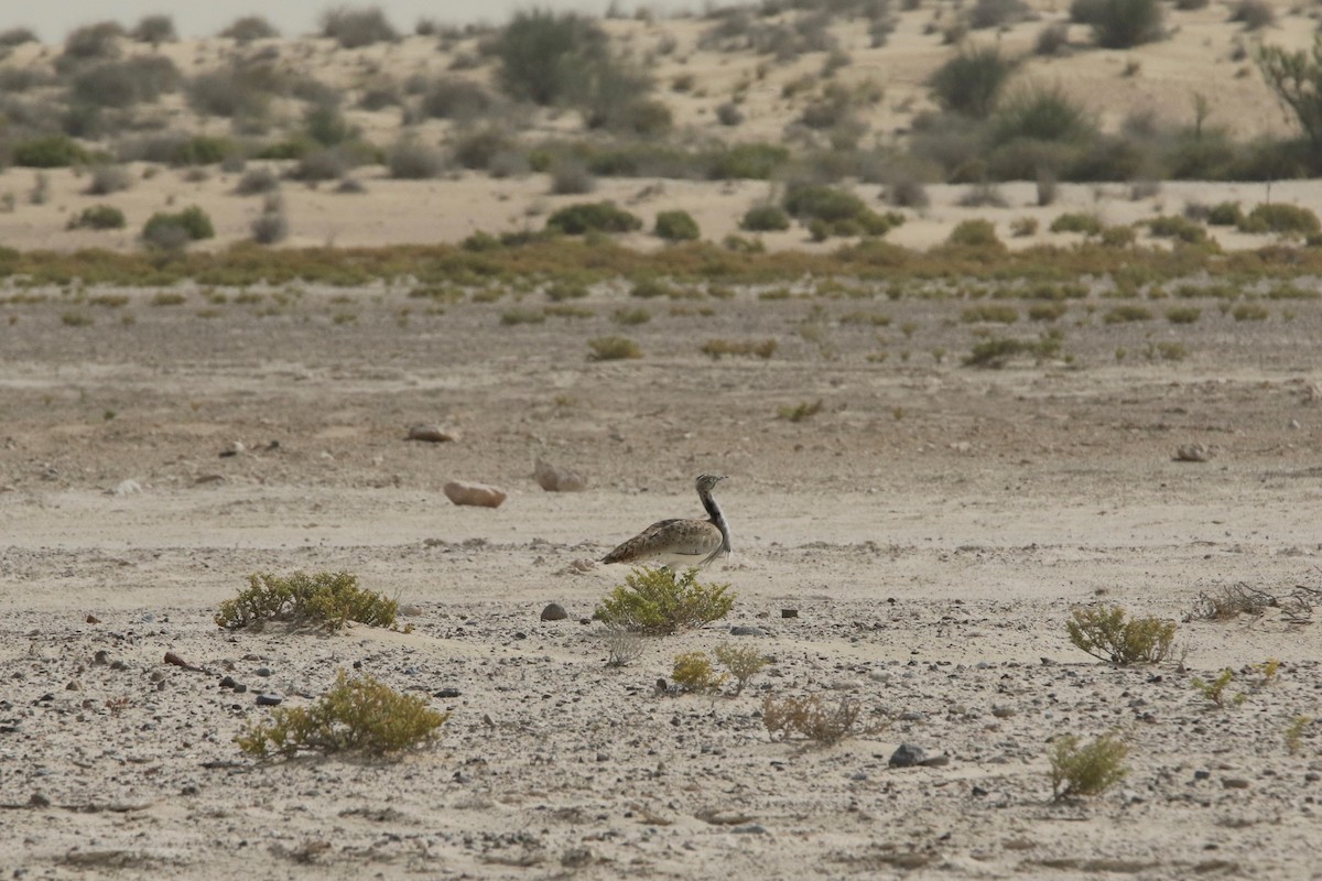 Macqueen's Bustard - ML97128741