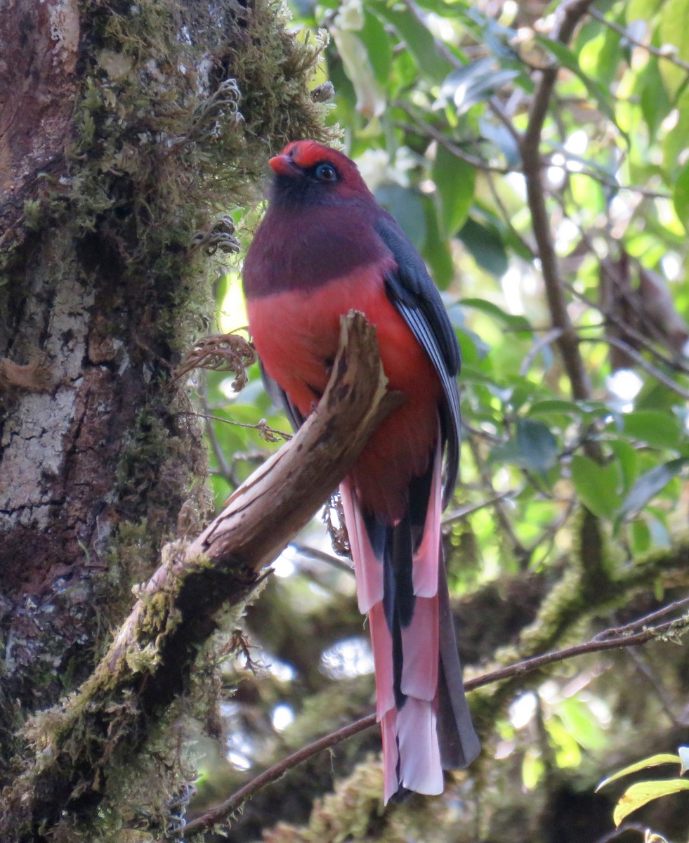 Ward's Trogon - Howard Laidlaw