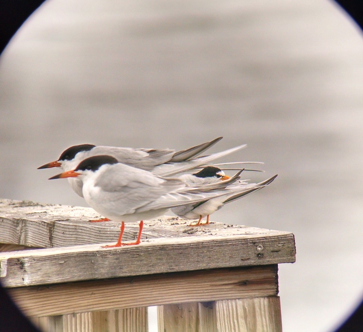 Least Tern - ML97132021