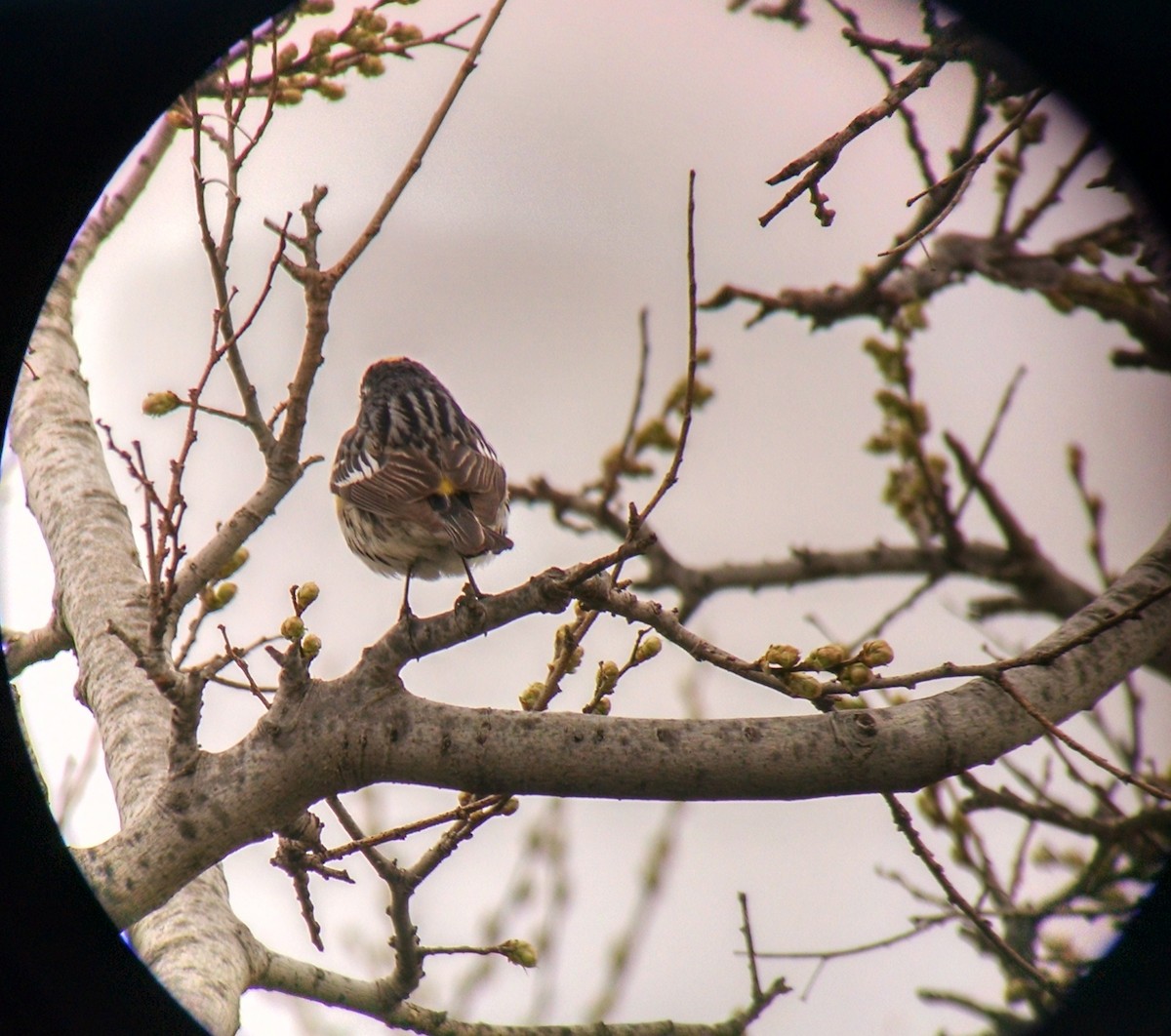 Yellow-rumped Warbler - ML97132531