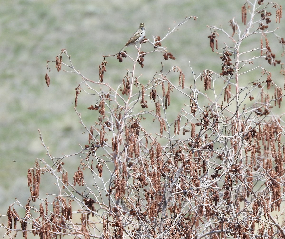 Savannah Sparrow - ML97137501