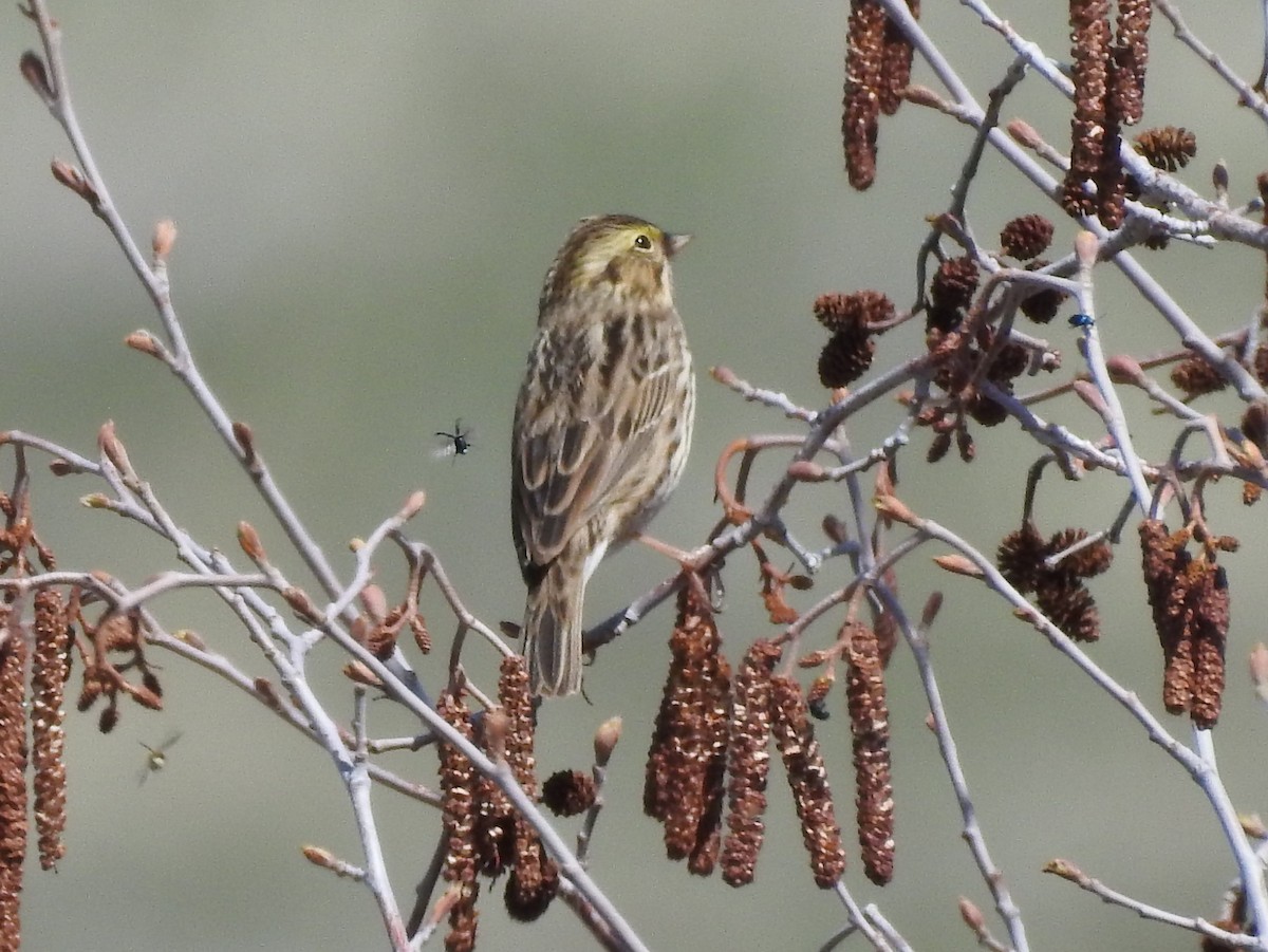 Savannah Sparrow - Shane Sater