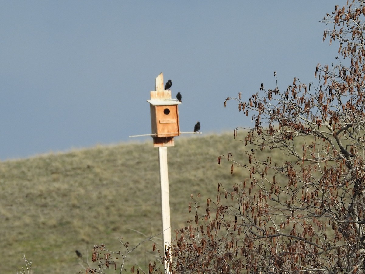 European Starling - Shane Sater