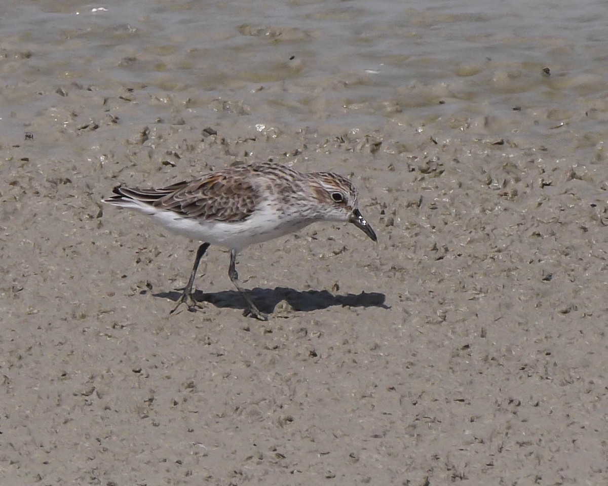 Semipalmated Sandpiper - ML97140501