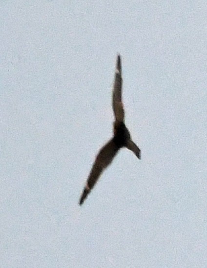 Lesser Nighthawk - ML97141911