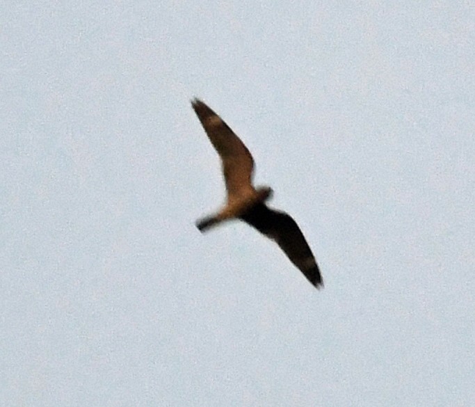 Lesser Nighthawk - ML97141921
