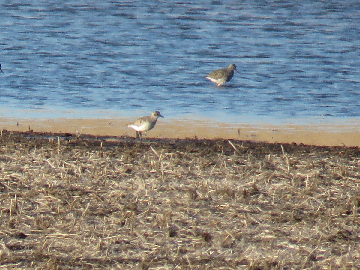 American Golden-Plover - ML97142351