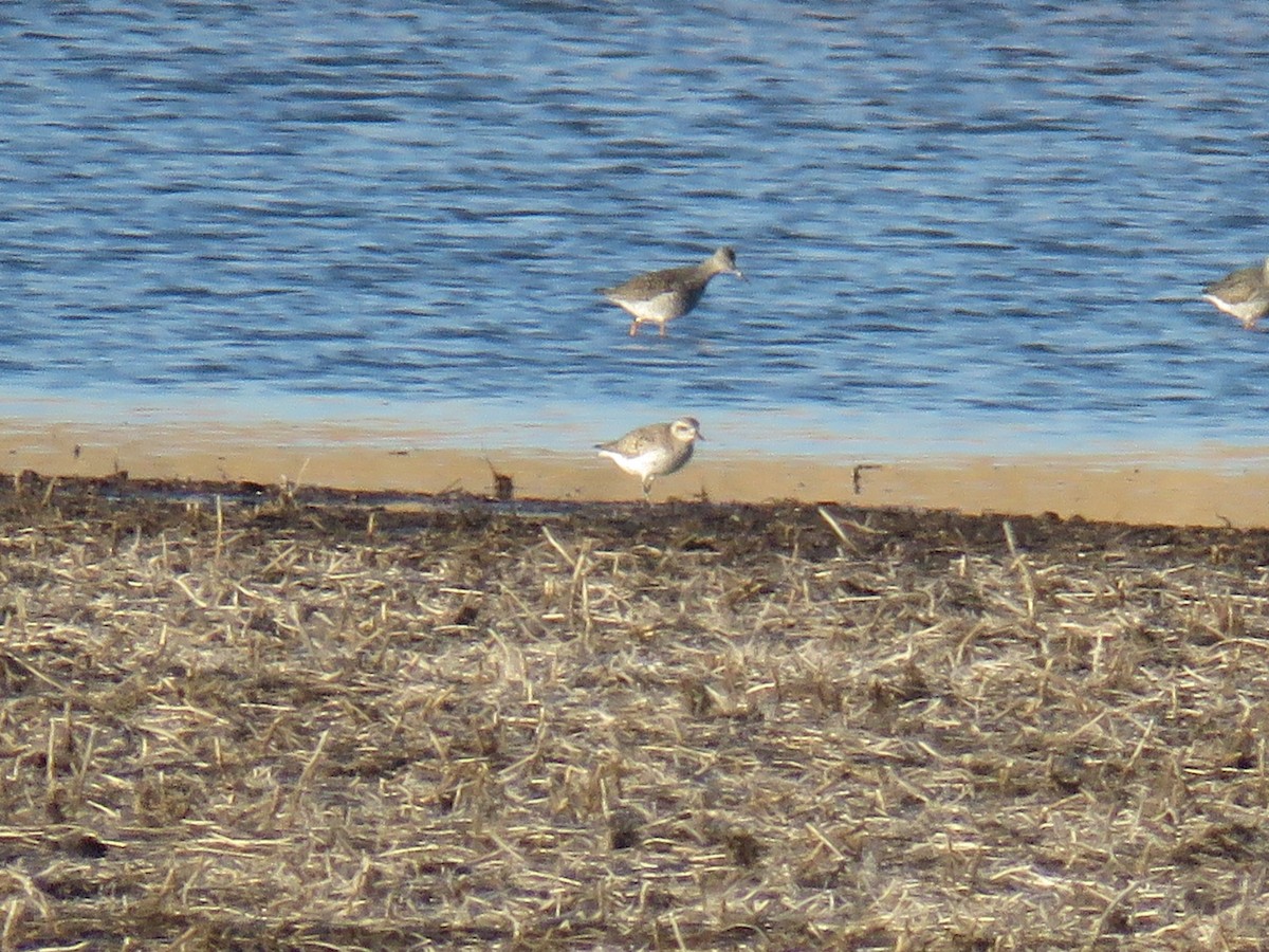 American Golden-Plover - ML97142361