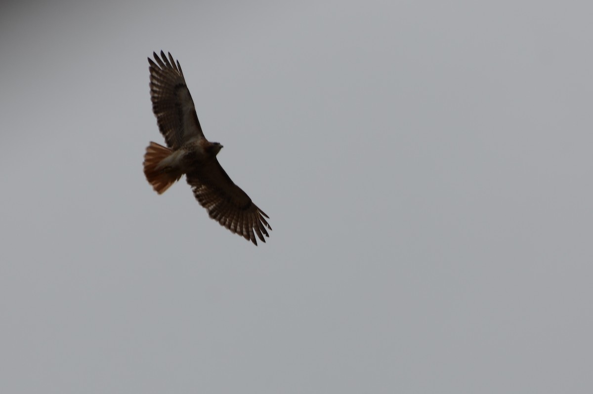 Red-tailed Hawk - Mary Brenner