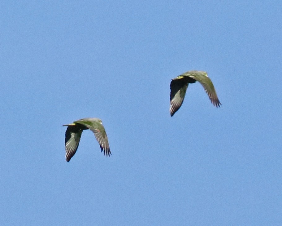 ネズミエリボウシインコ - ML97144181