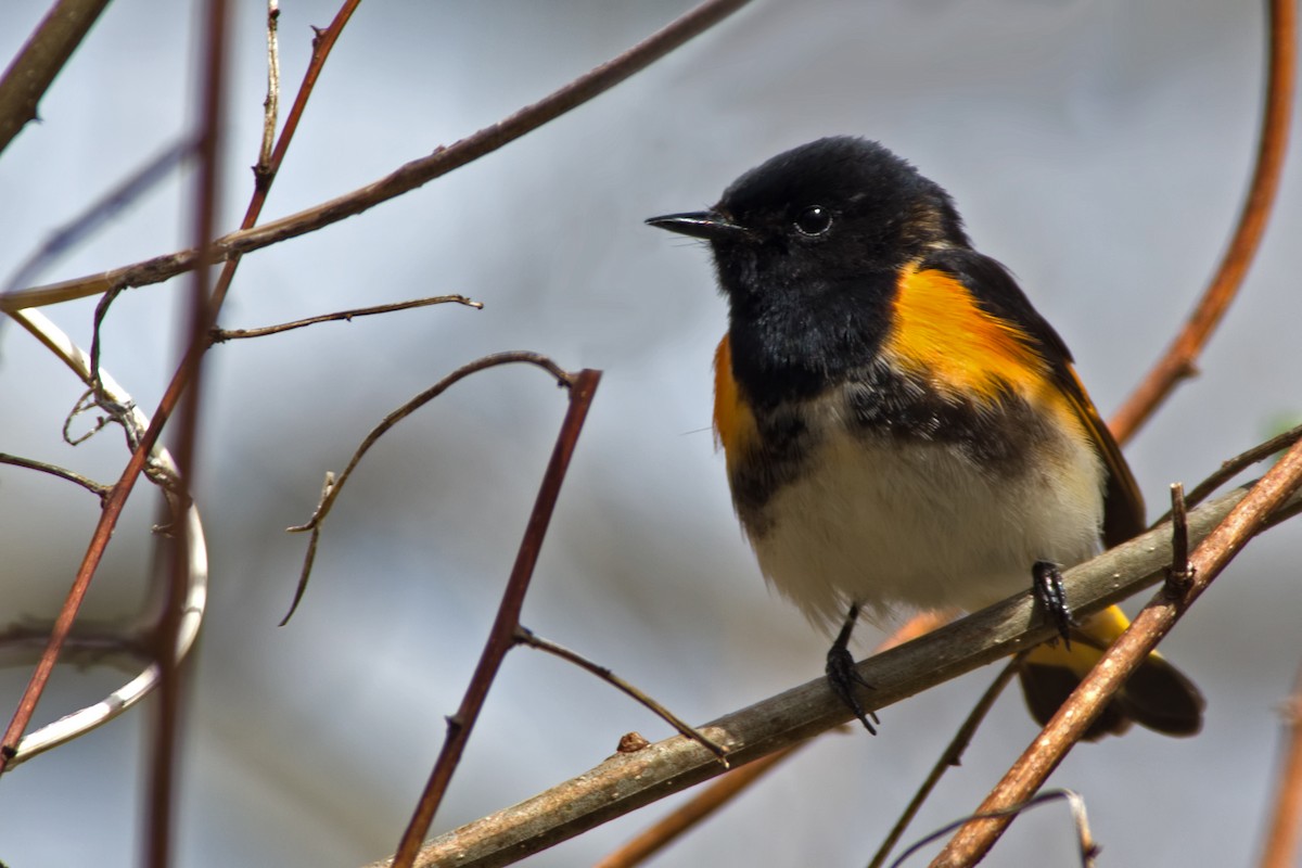 Пісняр горихвістковий - ML97144531