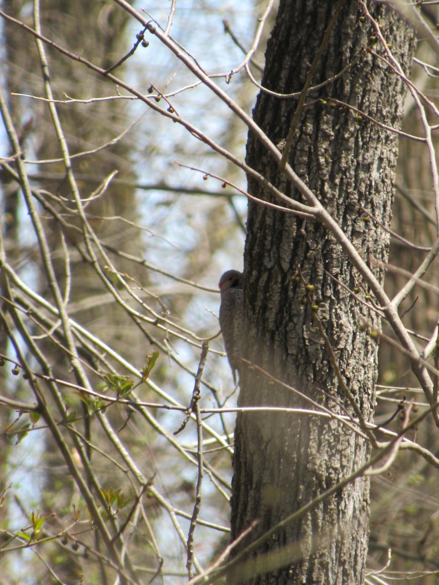 Northern Flicker (Yellow-shafted) - ML97144781