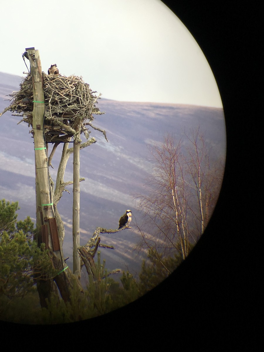 Osprey (Eurasian) - ML97146451