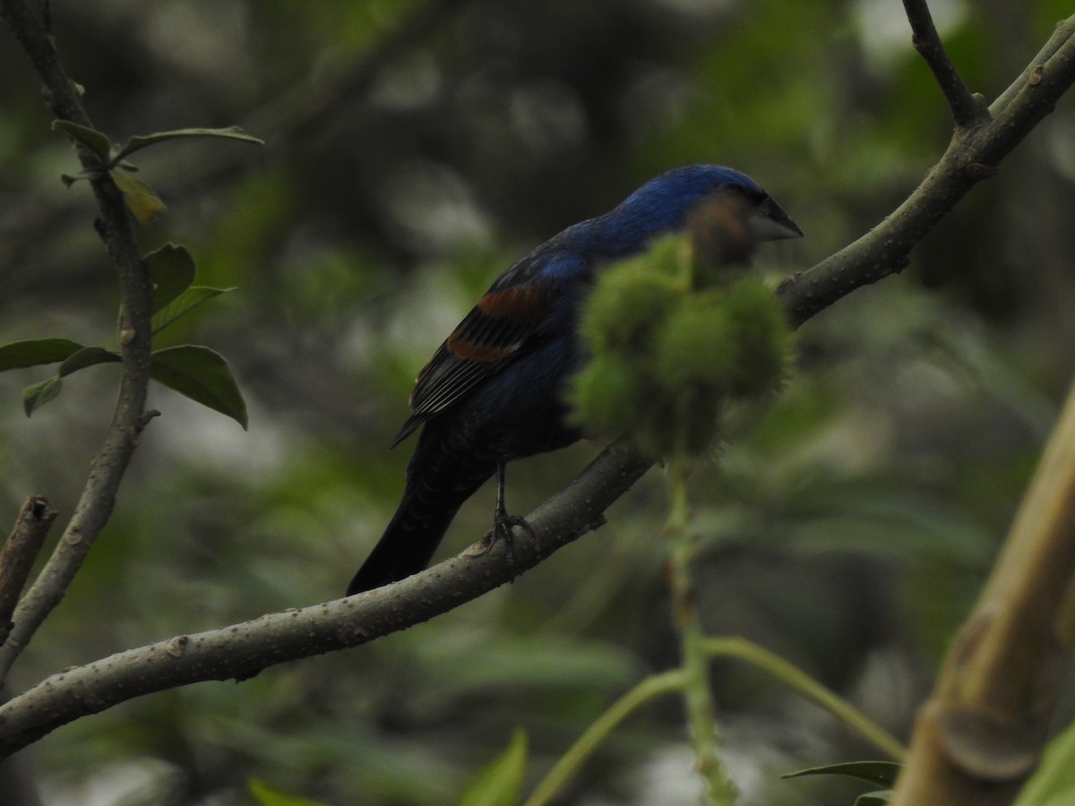 Blue Grosbeak - ML97146551