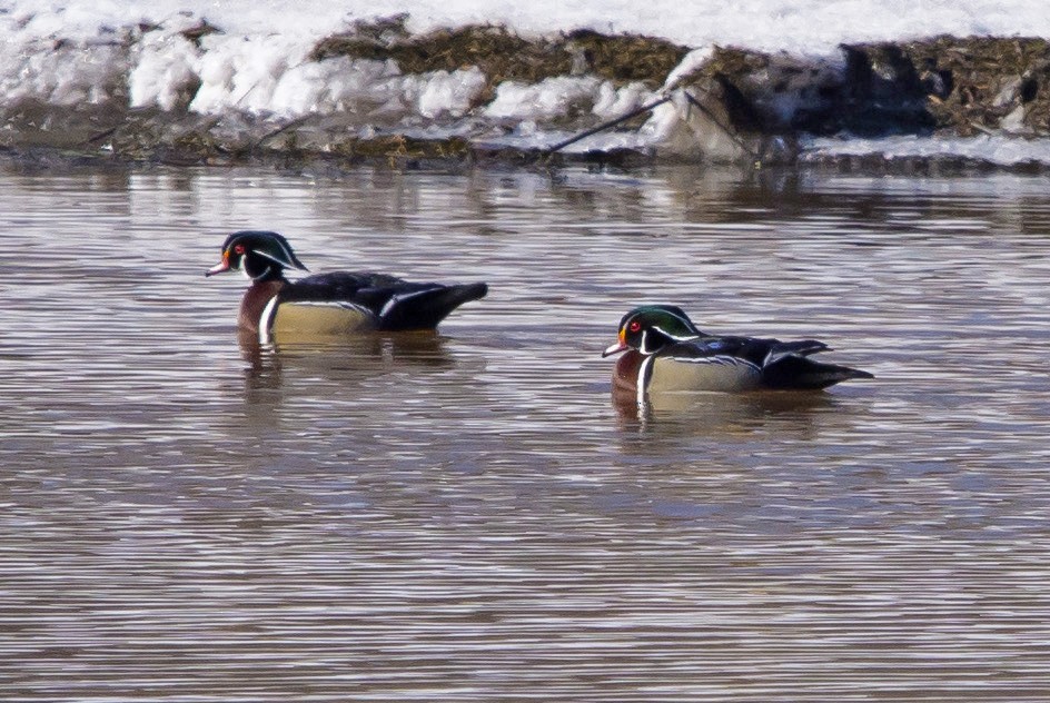 Wood Duck - ML97147121