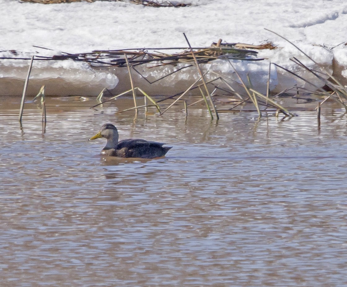 American Black Duck - ML97147361