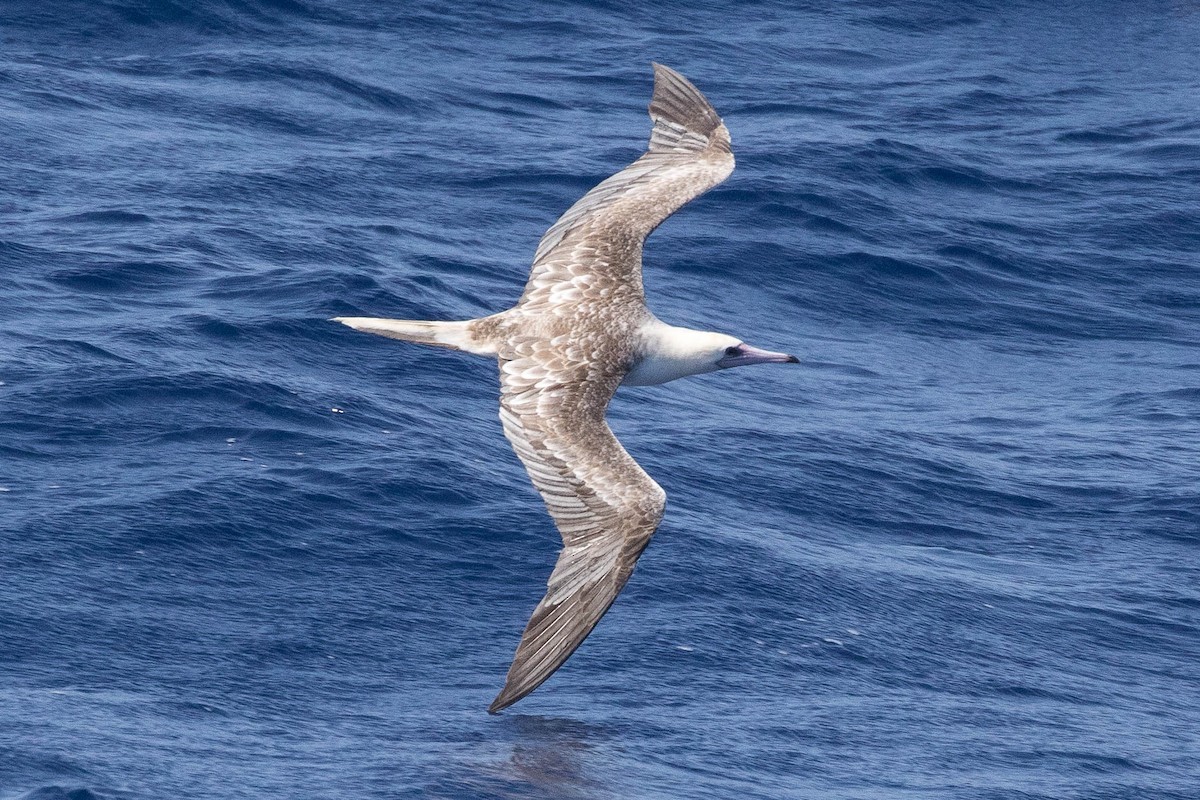 Red-footed Booby - Eric VanderWerf