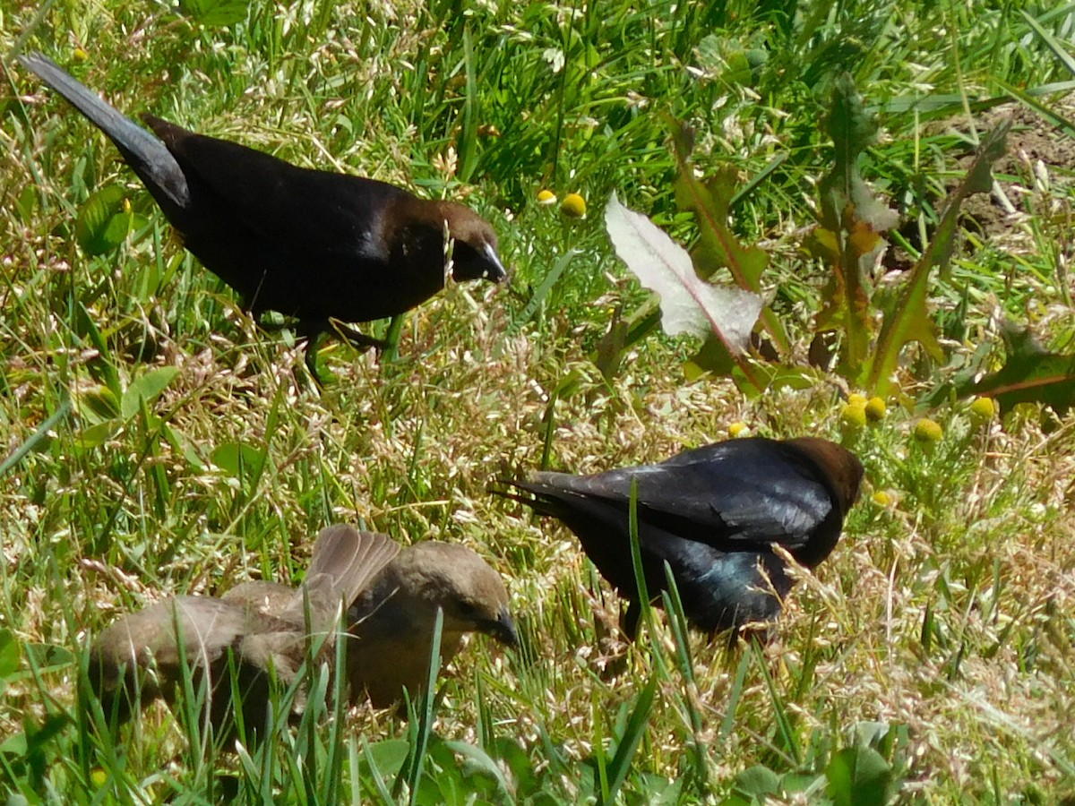 Brown-headed Cowbird - ML97148431