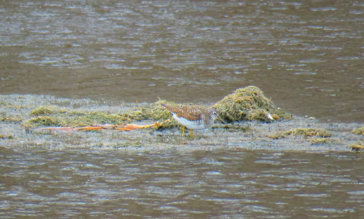 Solitary Sandpiper - ML97149601