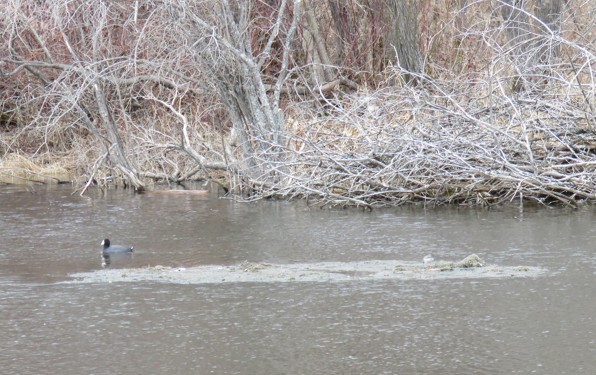 Solitary Sandpiper - ML97149641