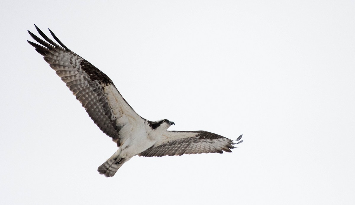 Osprey - Annie Lavoie