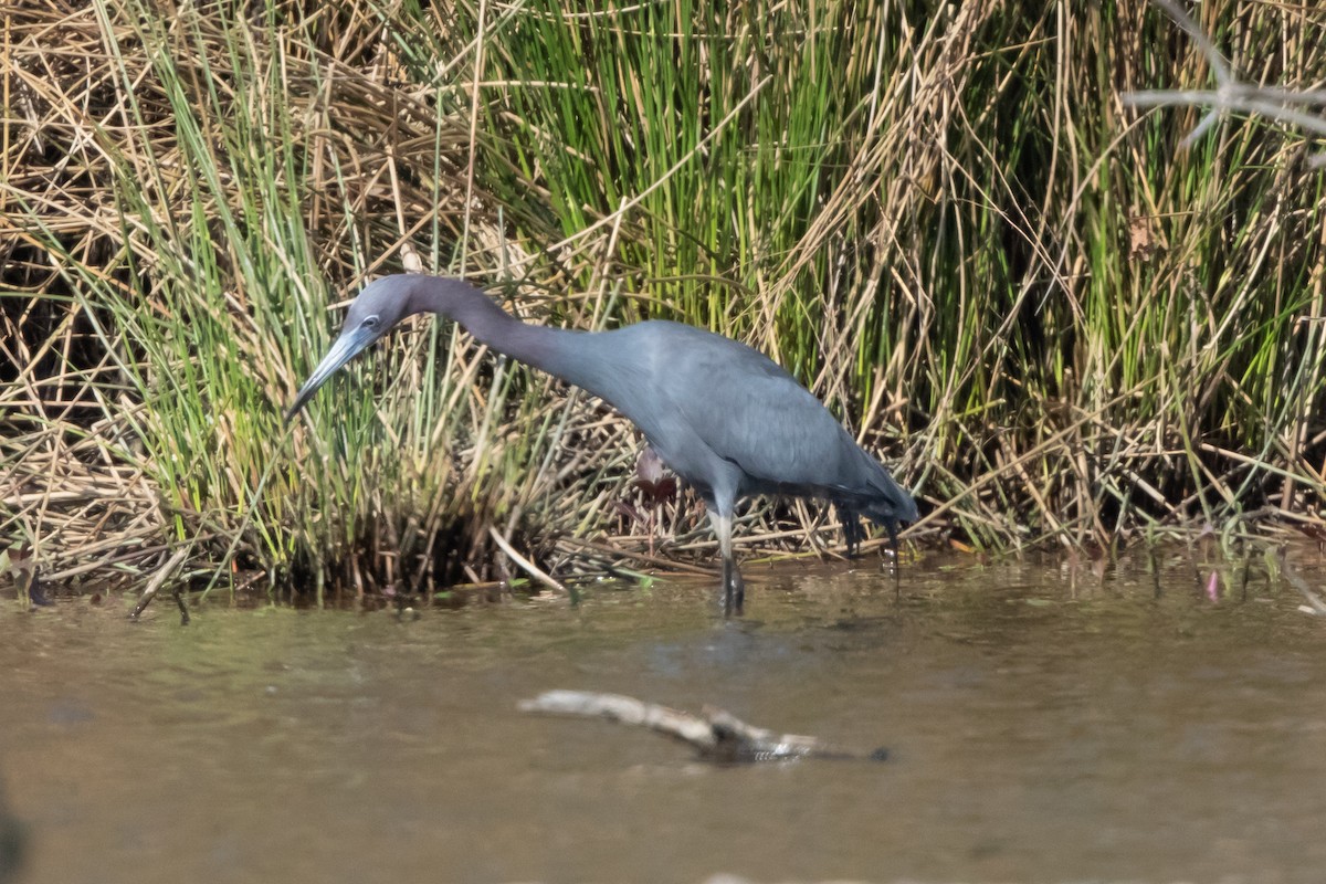 Little Blue Heron - ML97150711