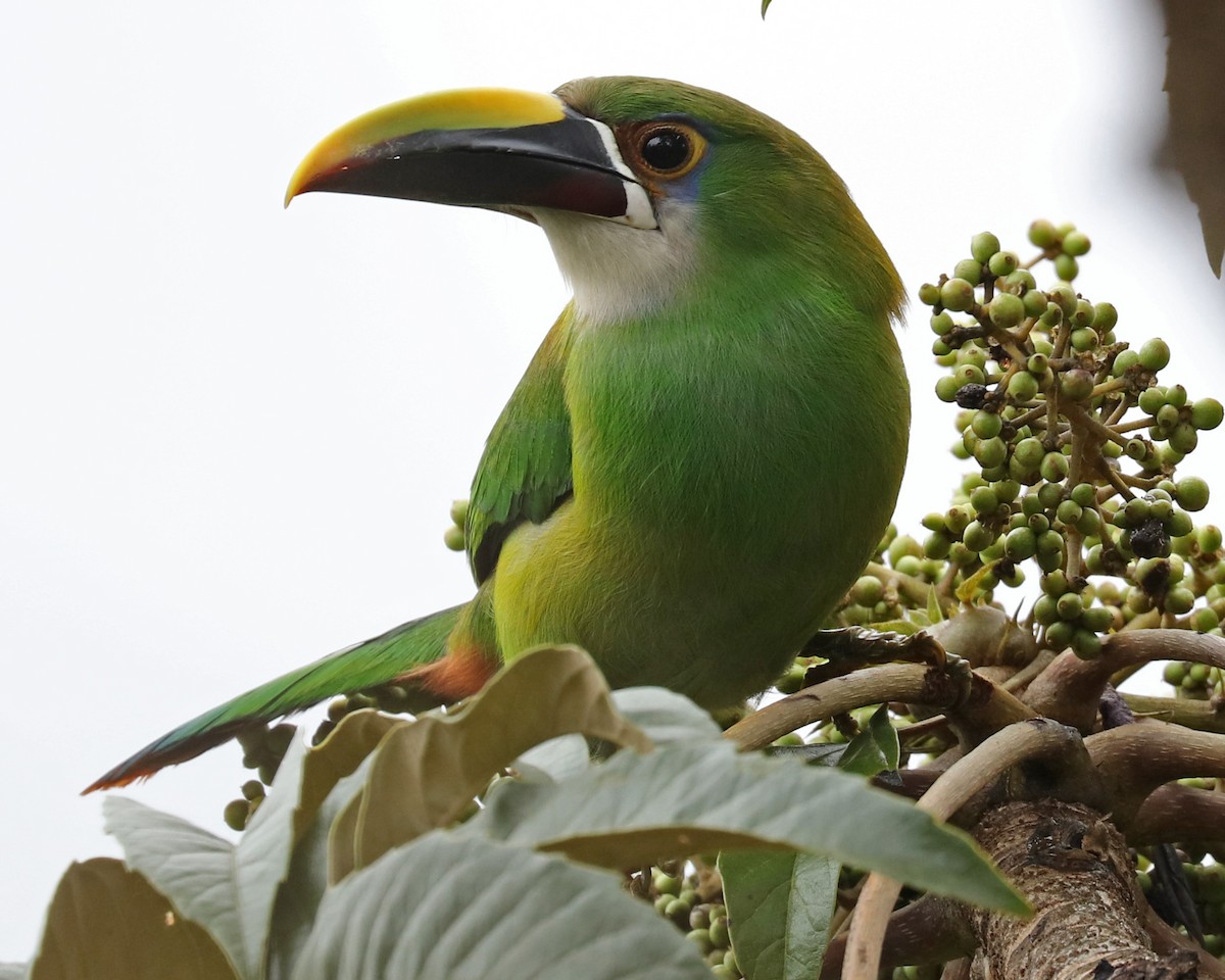 Southern Emerald-Toucanet - John Bruin