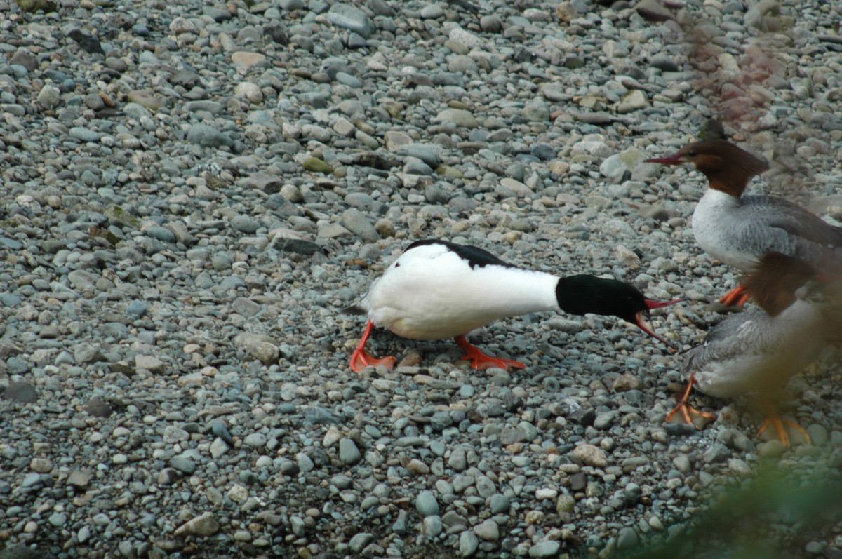 Common Merganser - ML97151561