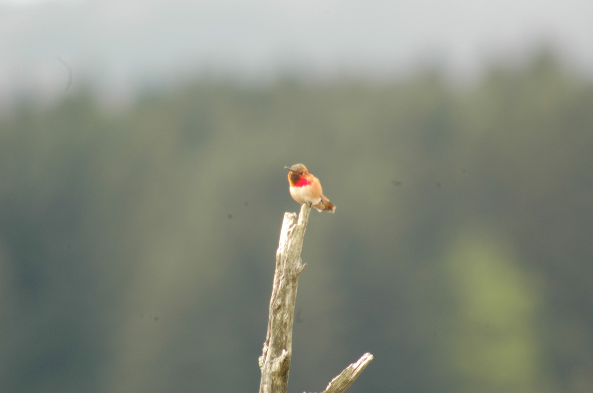 Rufous Hummingbird - ML97151761