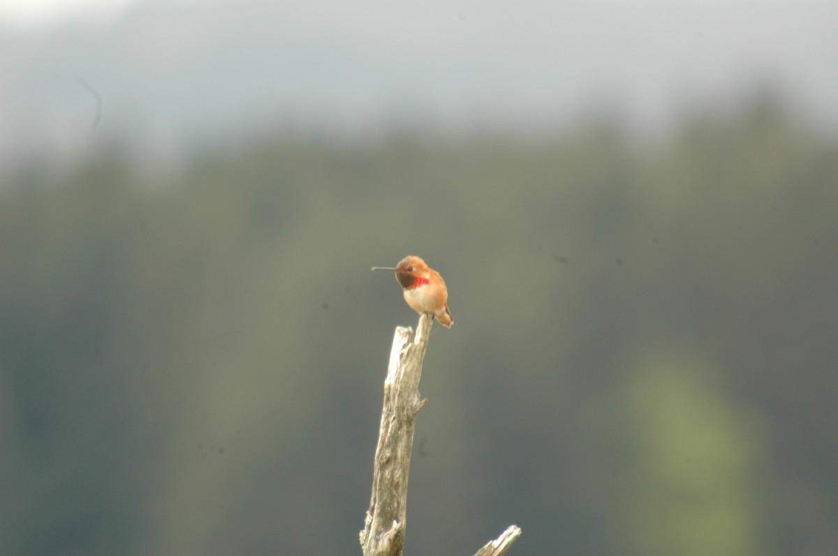 Rufous Hummingbird - ML97151771