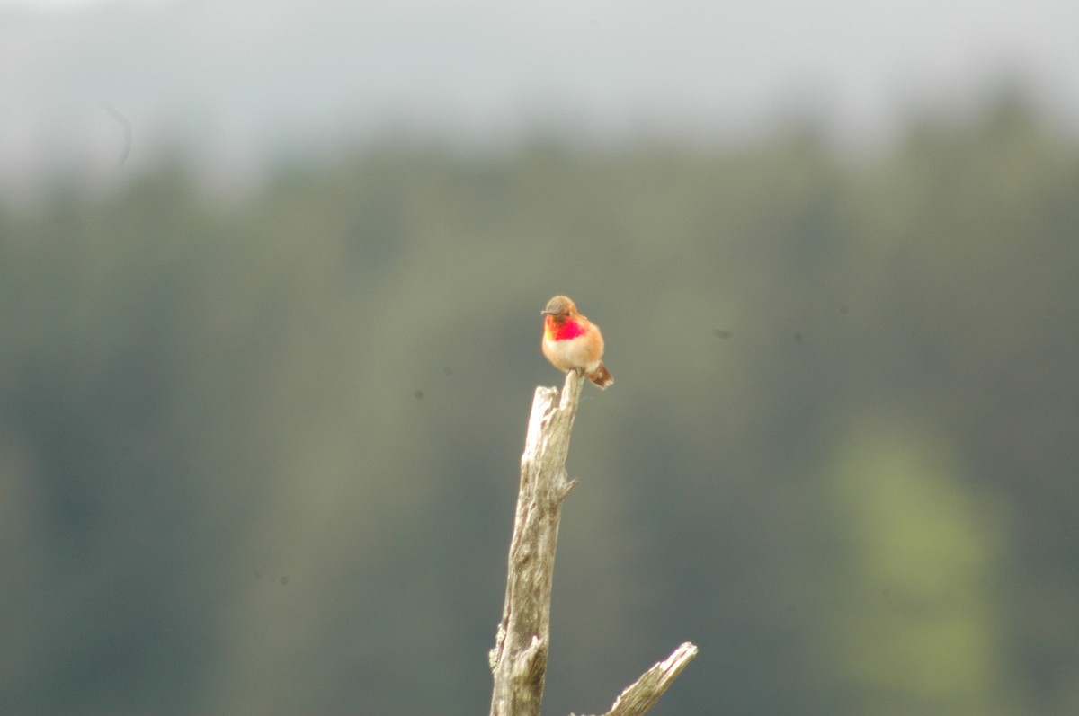 Rufous Hummingbird - ML97151781