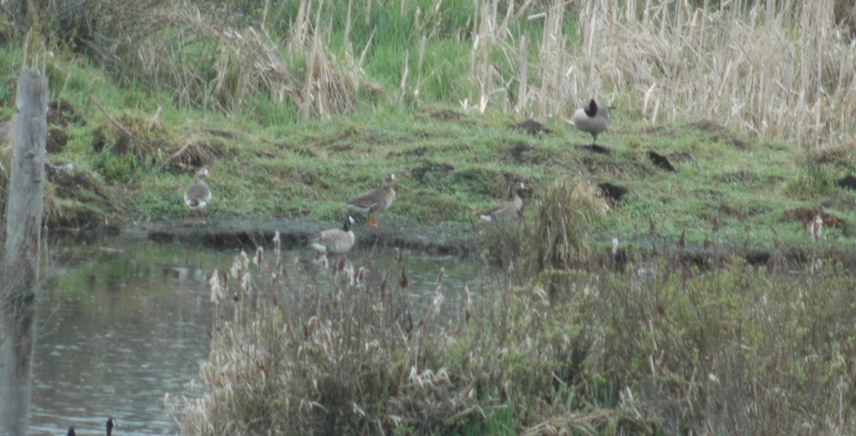 Greater White-fronted Goose - ML97152011