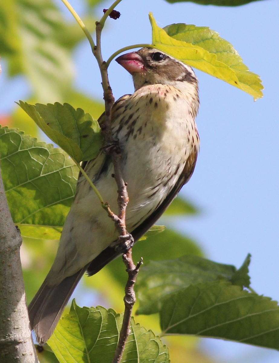 Rose-breasted Grosbeak - ML97155981