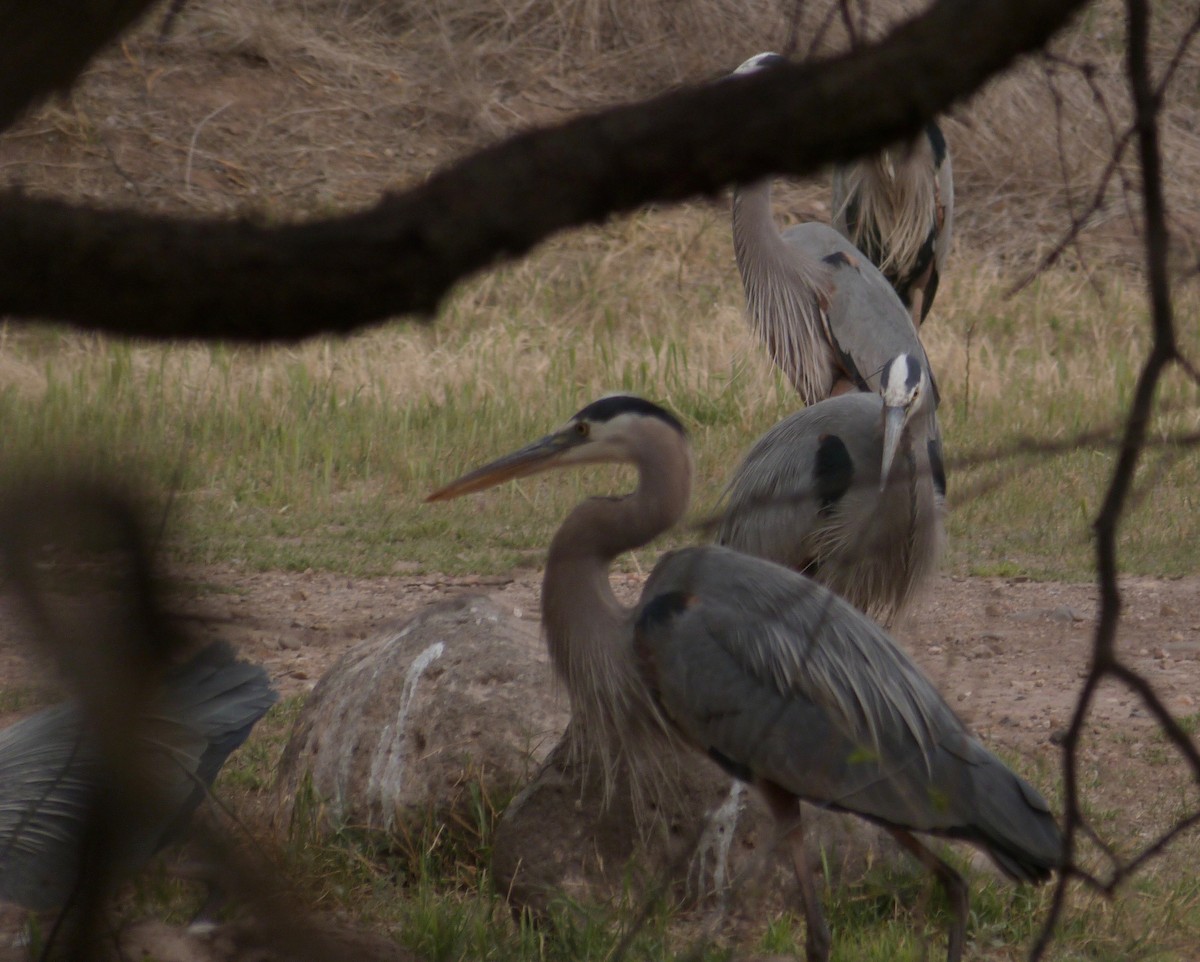 Great Blue Heron - ML97156101