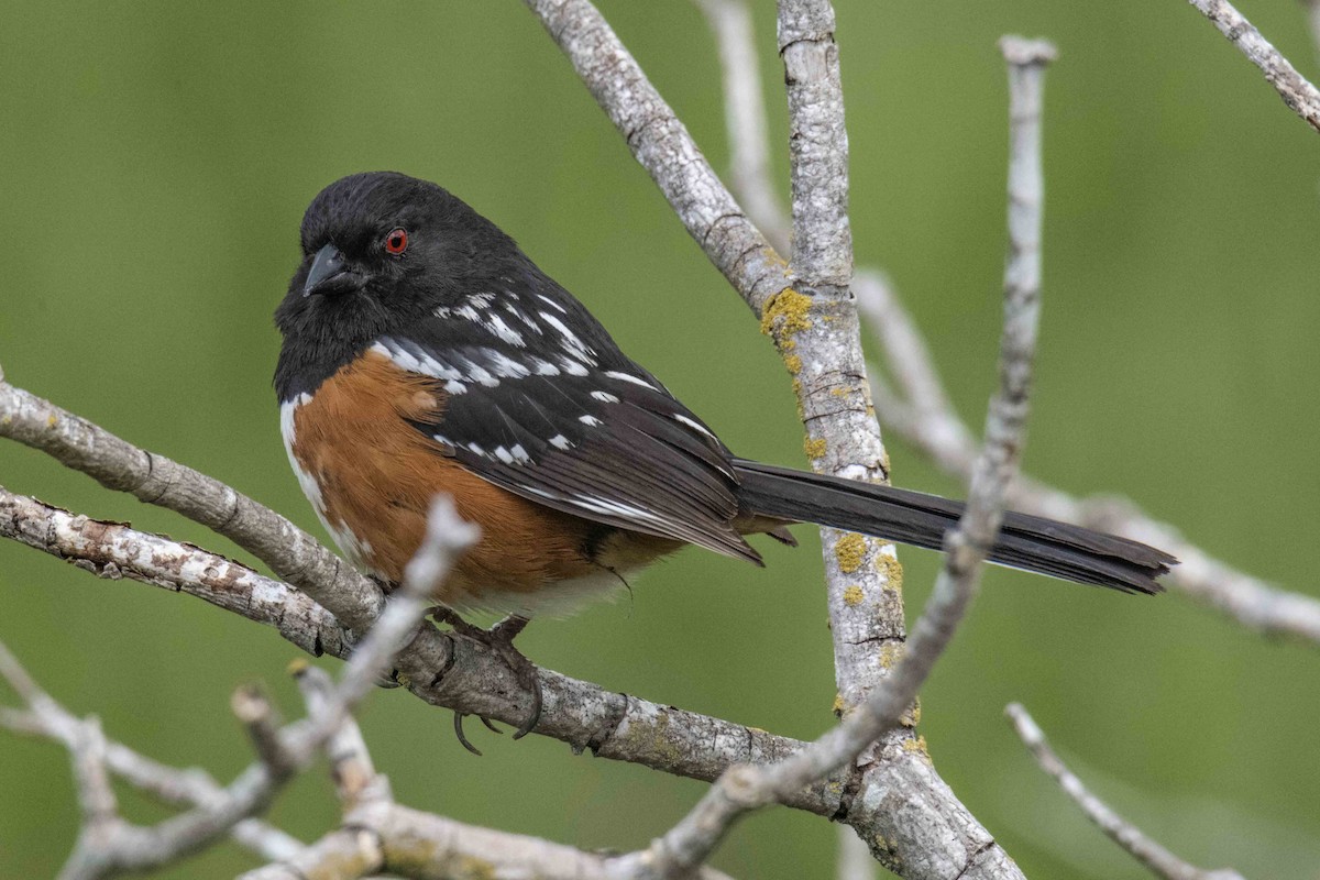 Spotted Towhee - ML97156181