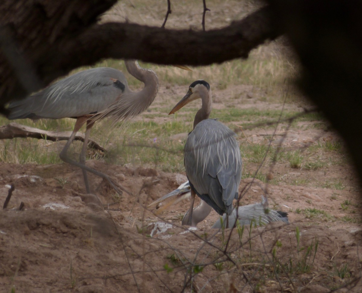 Great Blue Heron - ML97156301