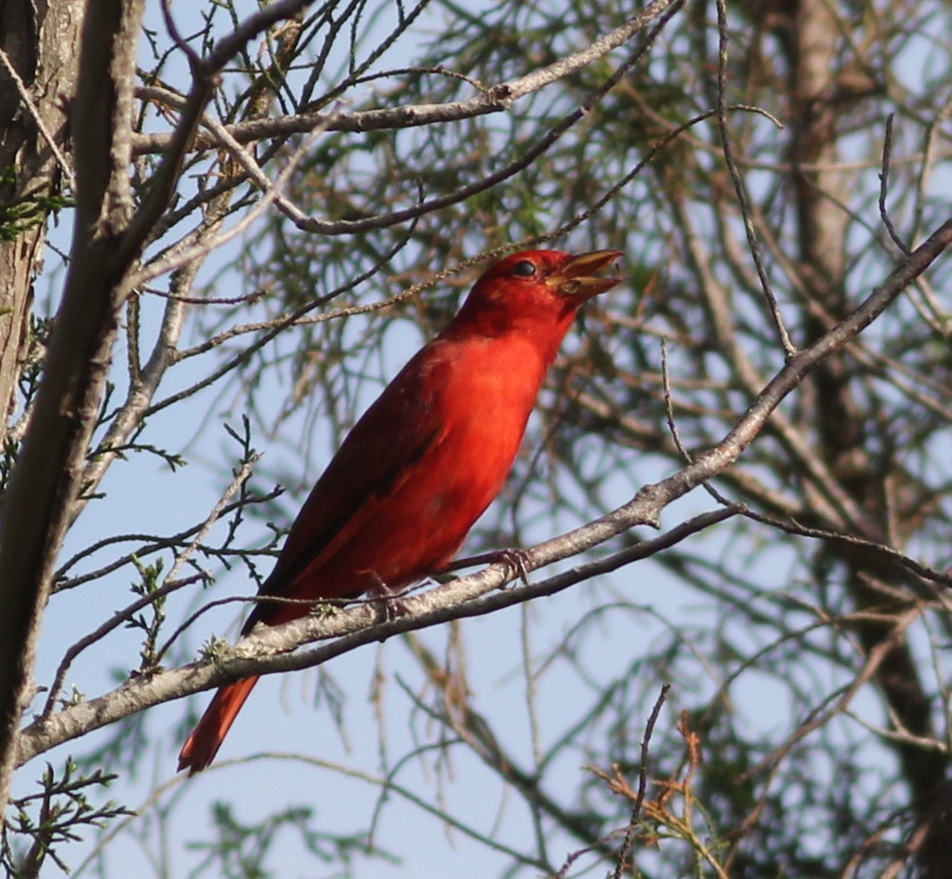 Summer Tanager - ML97157051