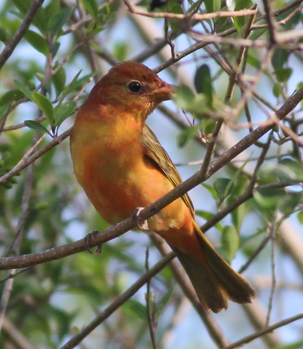 Summer Tanager - ML97157121