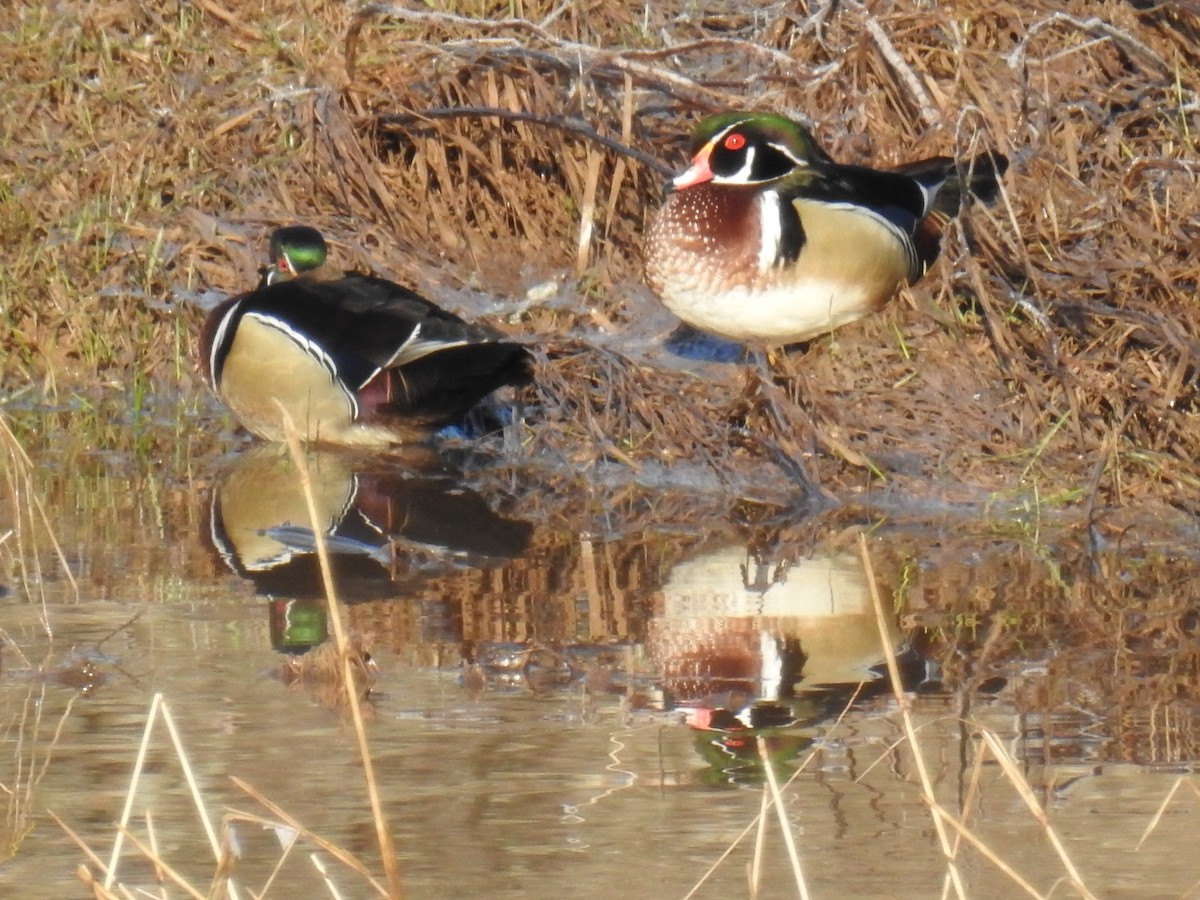 Wood Duck - ML97158321